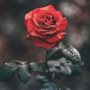 Букет «Изумруд»